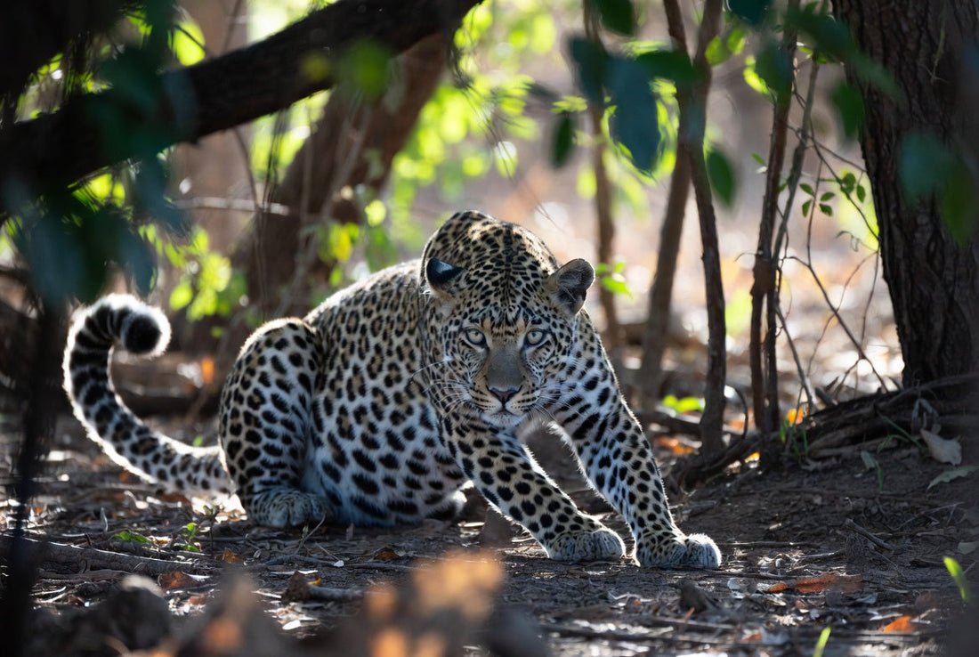 Πώς να χρησιμοποιήσετε την Τεχνητή Νοημοσύνη στη Φωτογραφία